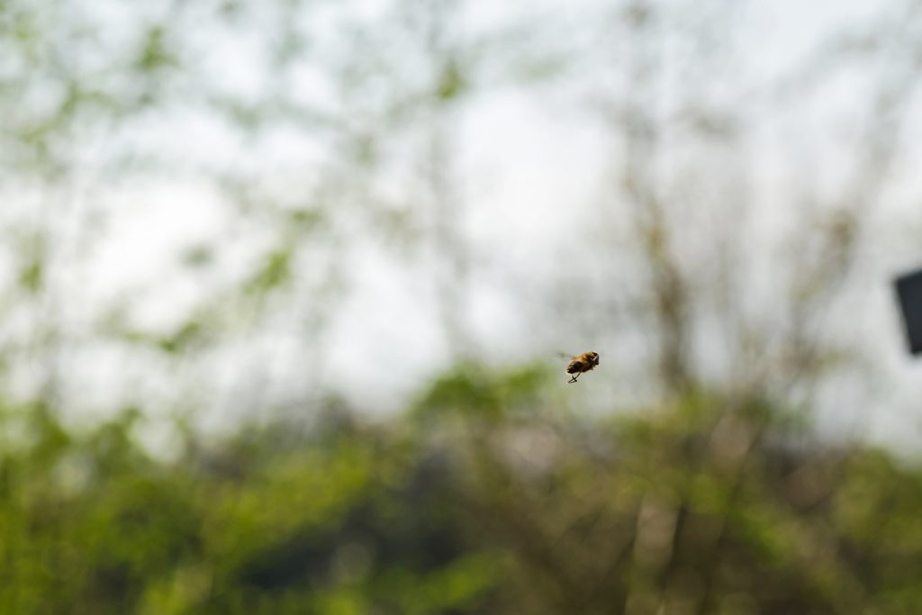 Bild-01-Makroaufnahme:-Action-Ein Insekt -im-Flug-Jonas-Hartz-Photography-Guetersloh-Fotografie-Insket-Makro