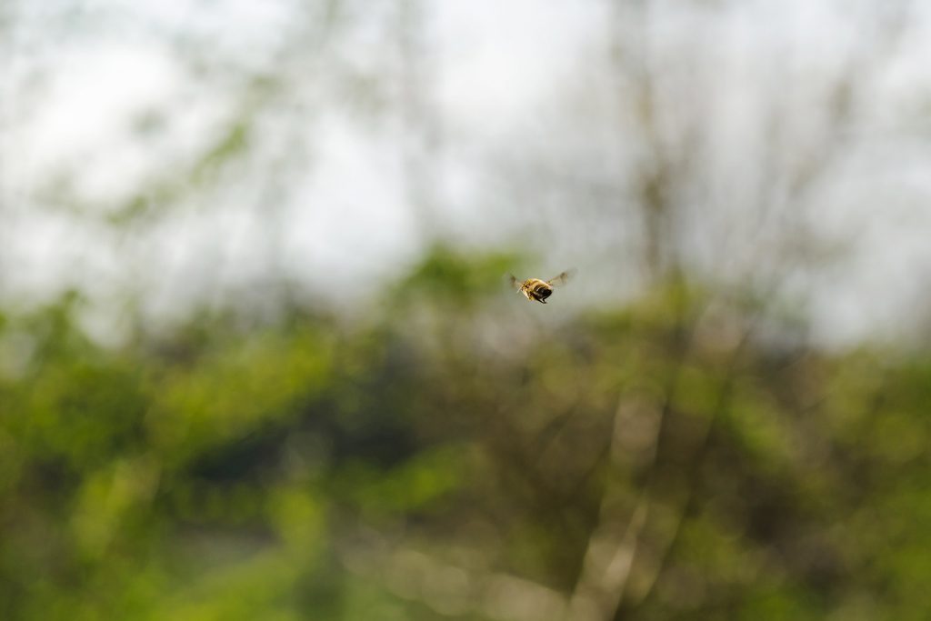 Bild-05-Makroaufnahme:-Action-Ein Insekt -im-Flug-Jonas-Hartz-Photography-Guetersloh-Fotografie-Insket-Makro