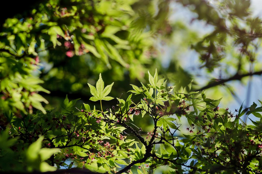 merging-green-botanischer-garten-guetersloh-jonas-hartz-photography-natur-pflanzen-makro-fotografie